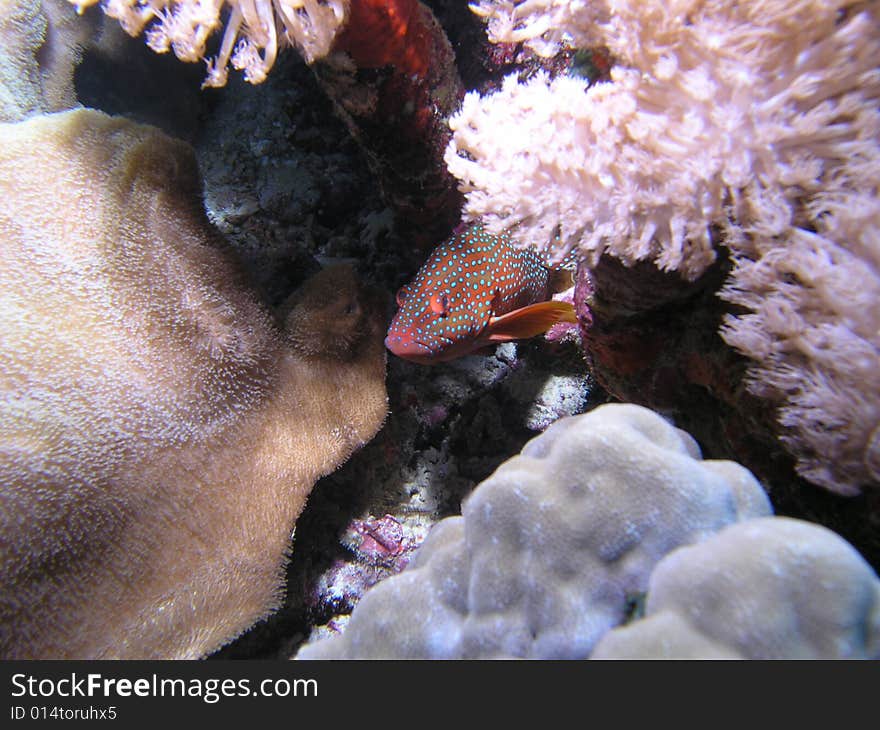 Serranidae in the red sea