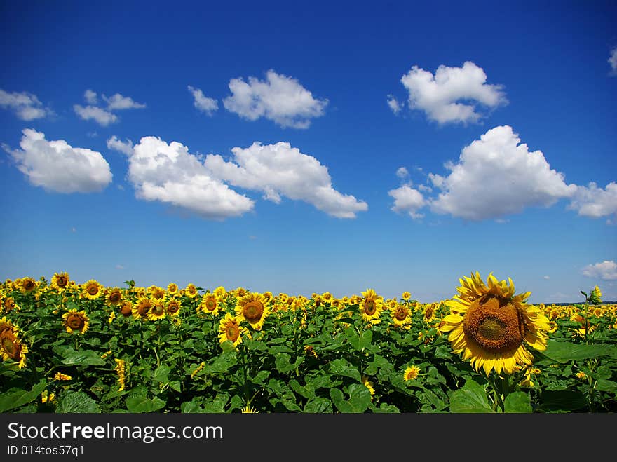 Sunflower field over cloudy blue sky