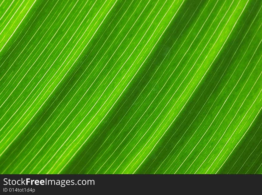 macro with beautiful green leaf. macro with beautiful green leaf