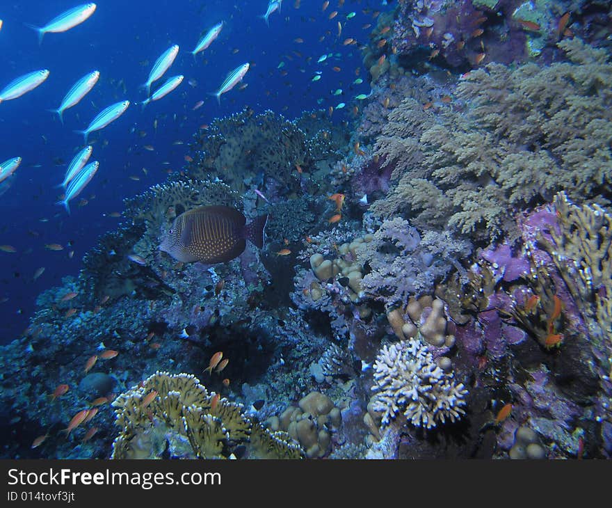 Coral scene in the red sea