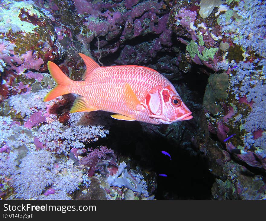 Soldatenfish in the red sea