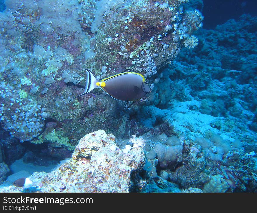 Surgeonfish