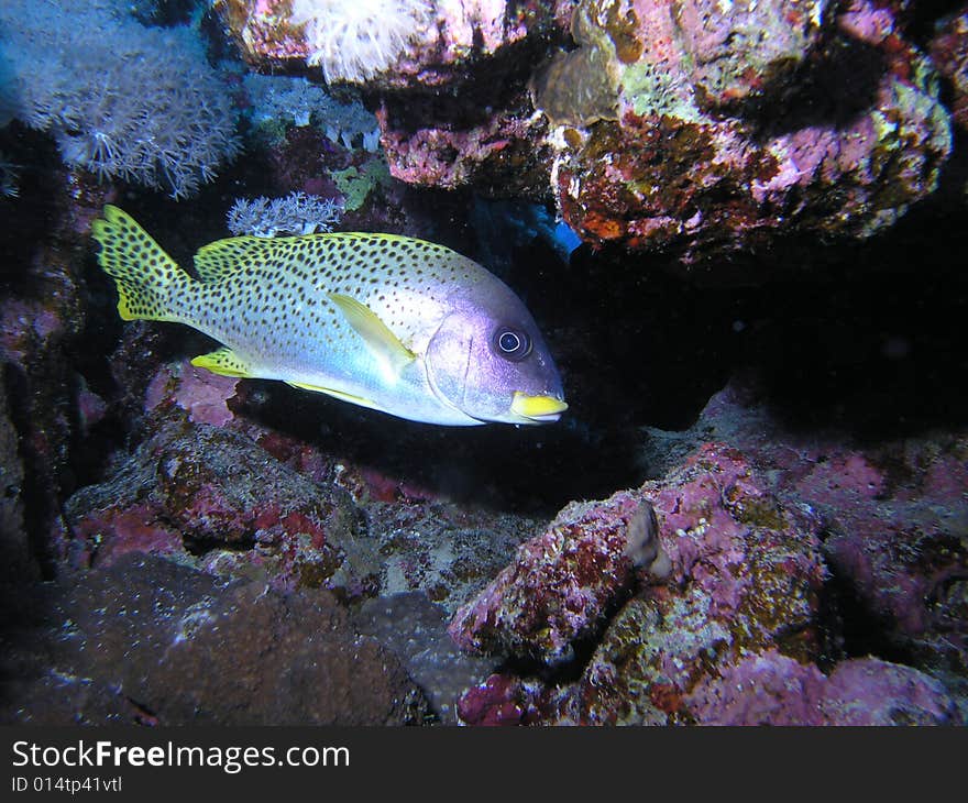 Blackspotted Grunt  in the red sea