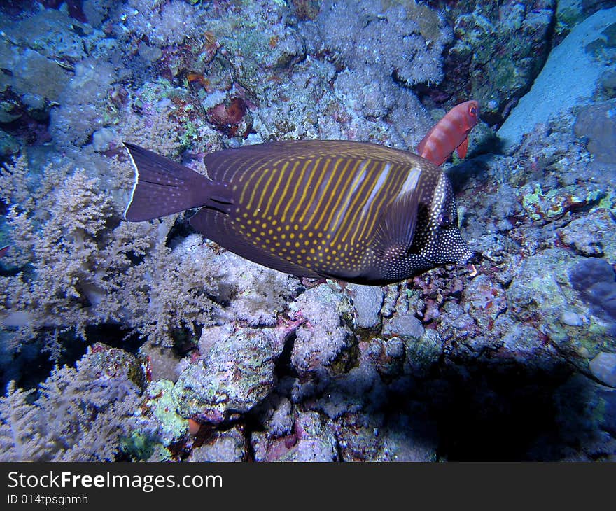 Surgeonfish