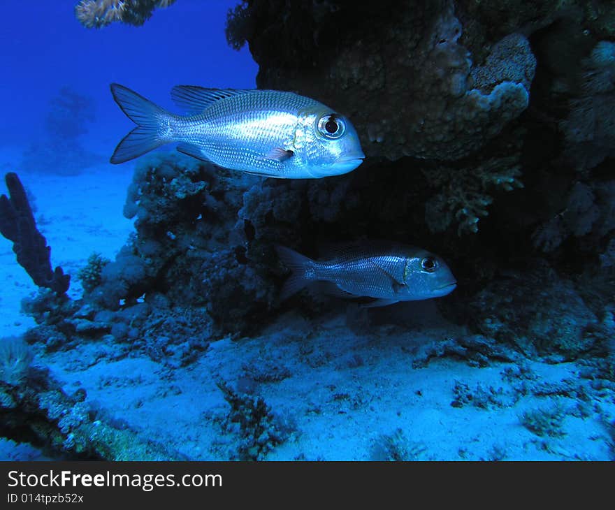 Bigeye Emperor