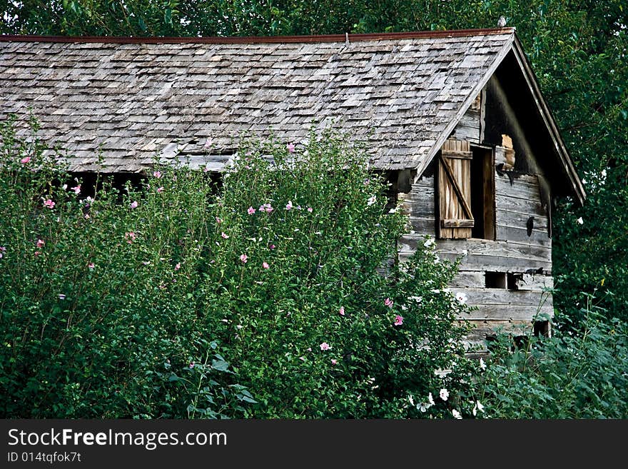 Abandoned barn surrounded by high bushes. Abandoned barn surrounded by high bushes