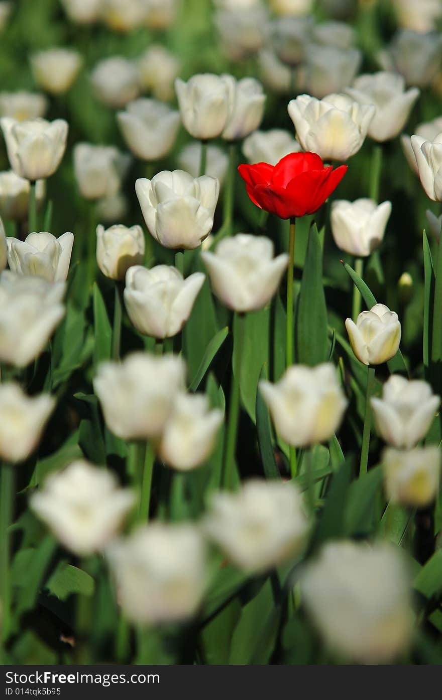 Red and white tulips on field