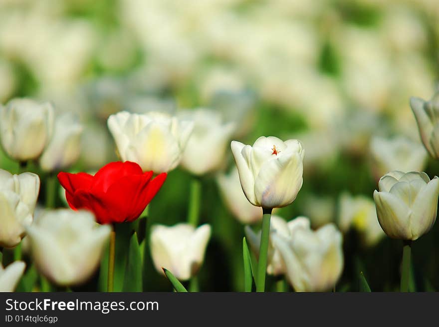 Red and white tulips on field