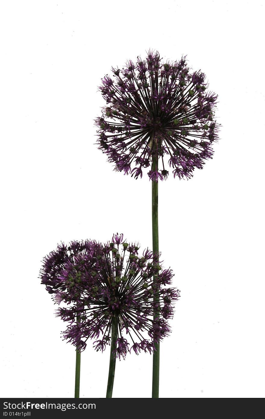 Allium