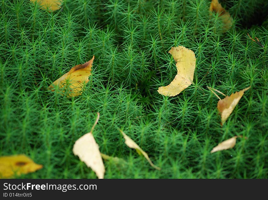 Closeup of fresh green moss