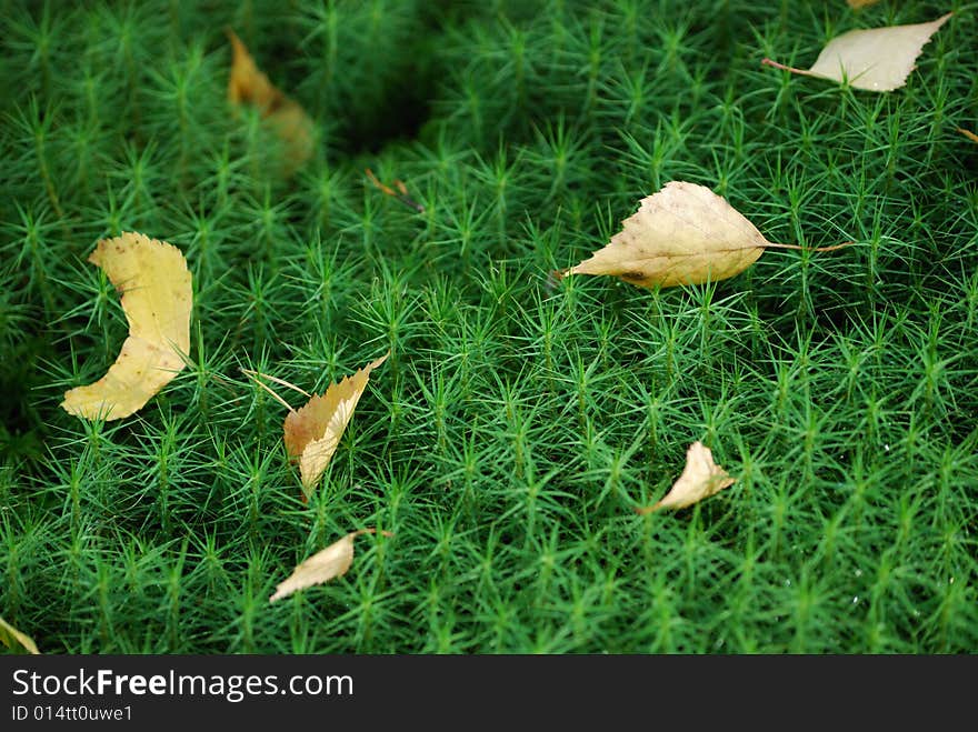 Closeup of fresh green moss