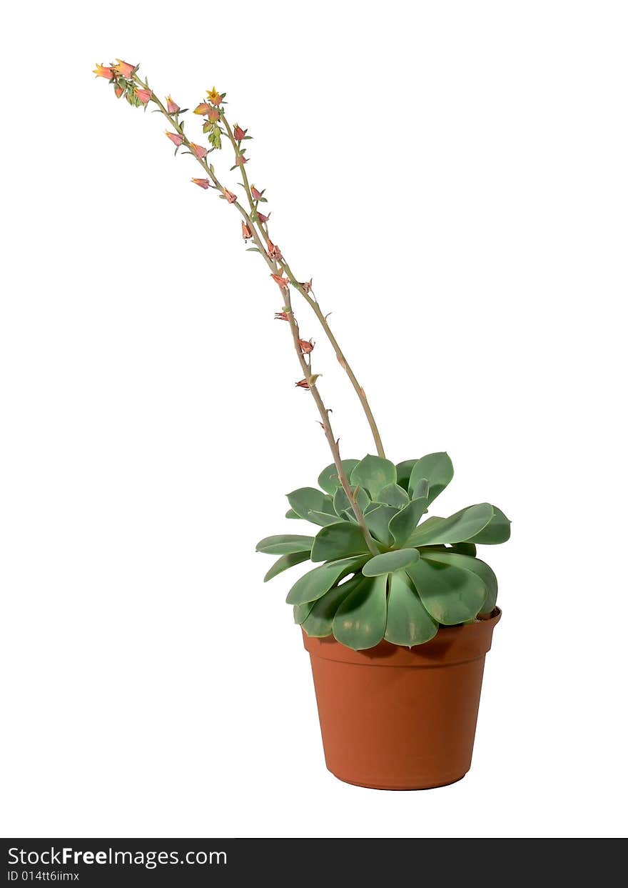 The Potted Cactus with flowers. Isolated. The Potted Cactus with flowers. Isolated.