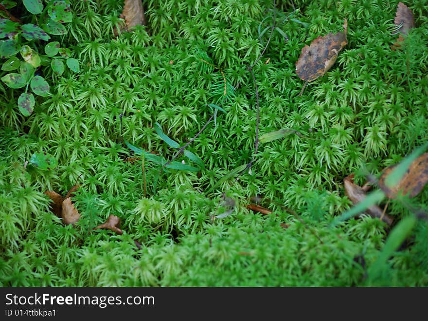 Closeup of fresh green moss