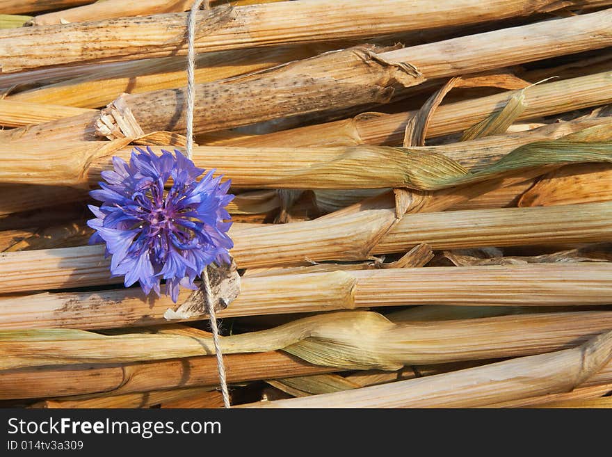 Beautiful blue flower is rush mat