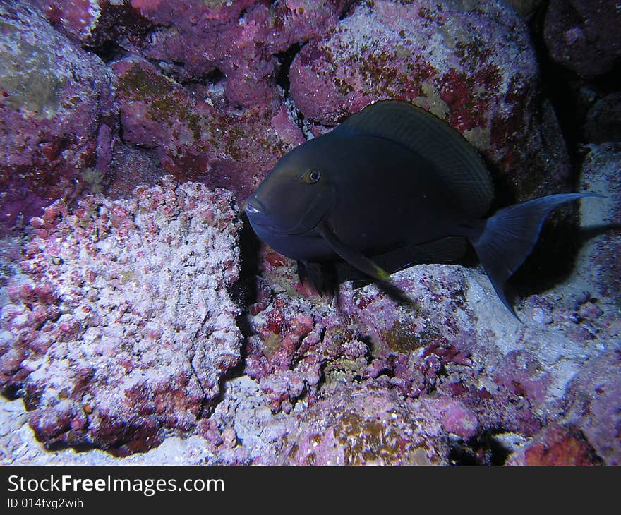 Surgeonfish