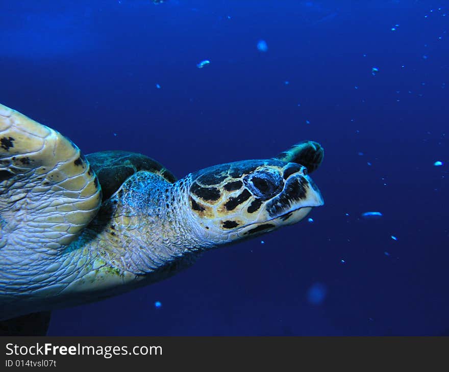 Sea turtle