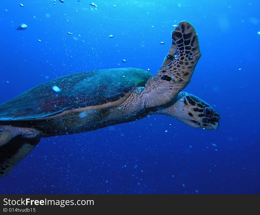 Sea Turtle