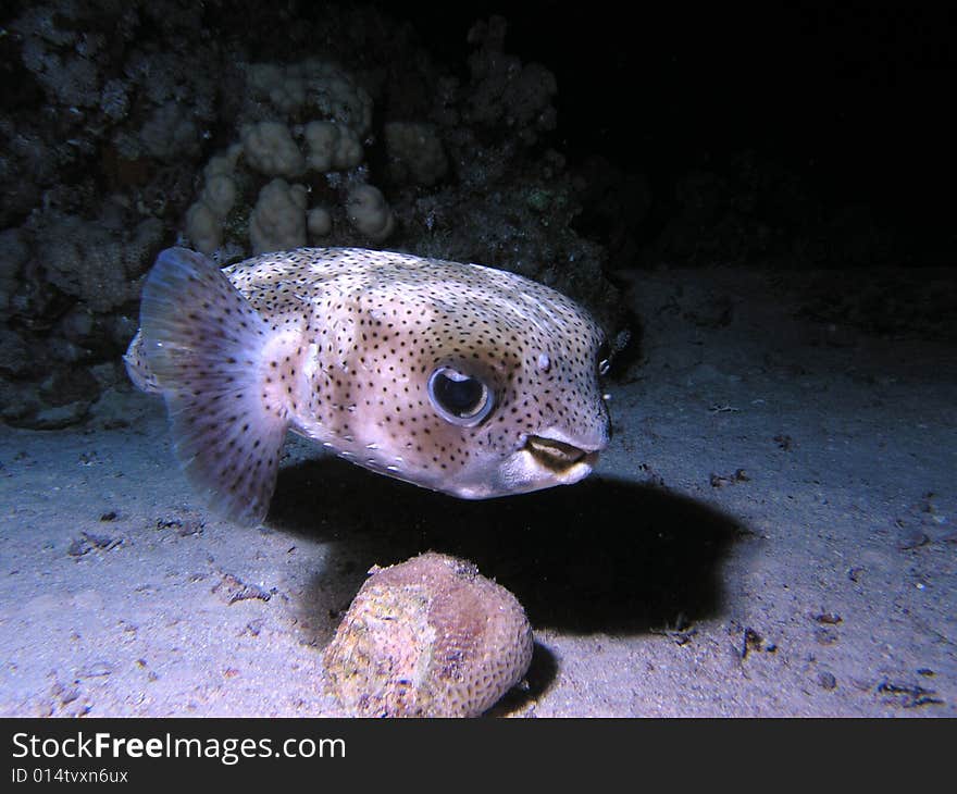 Diodontidae in the red sea