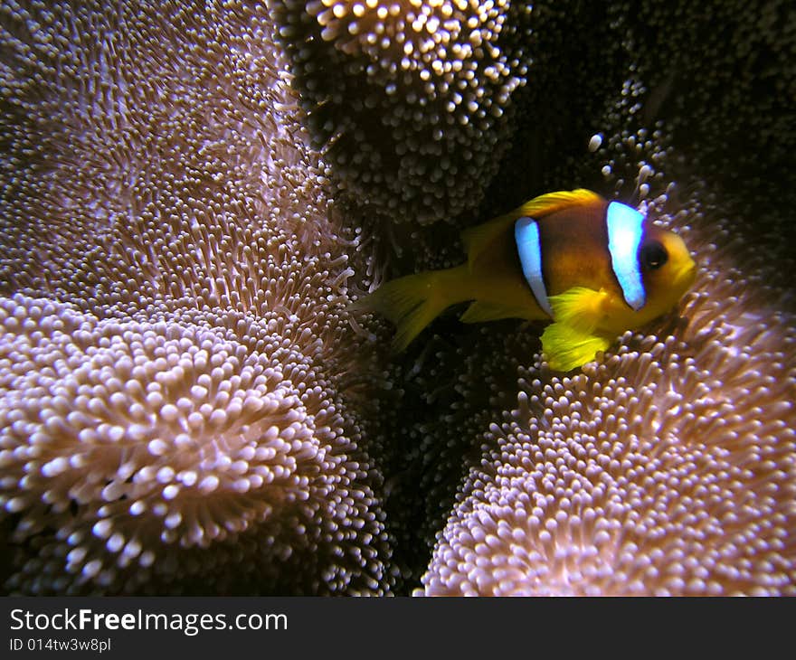 Amphiprion bicinctus