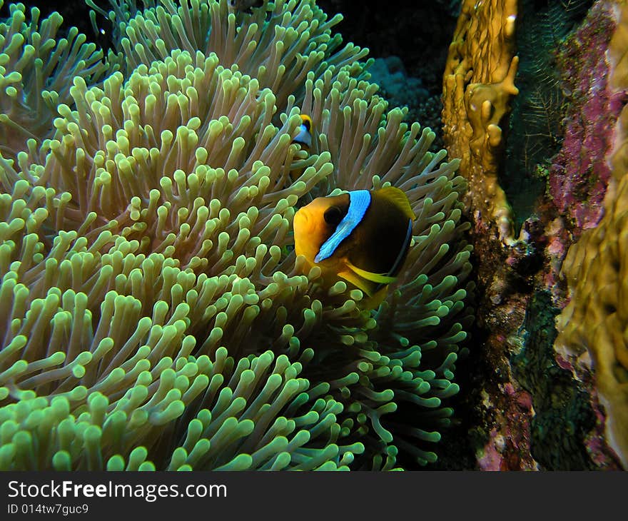 Amphiprion Bicinctus