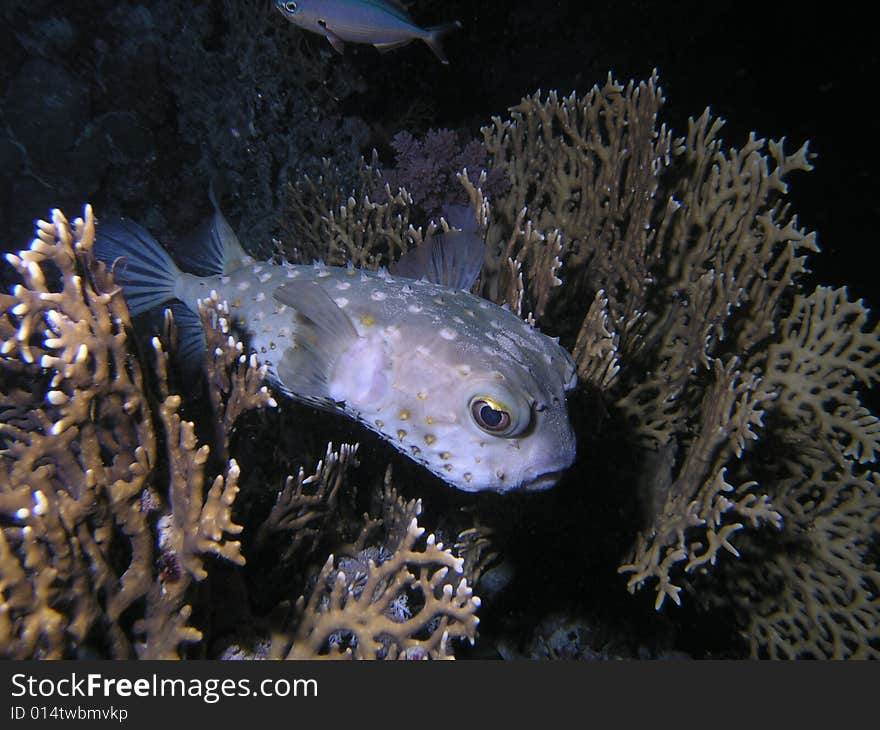 Diodontidae in the red sea