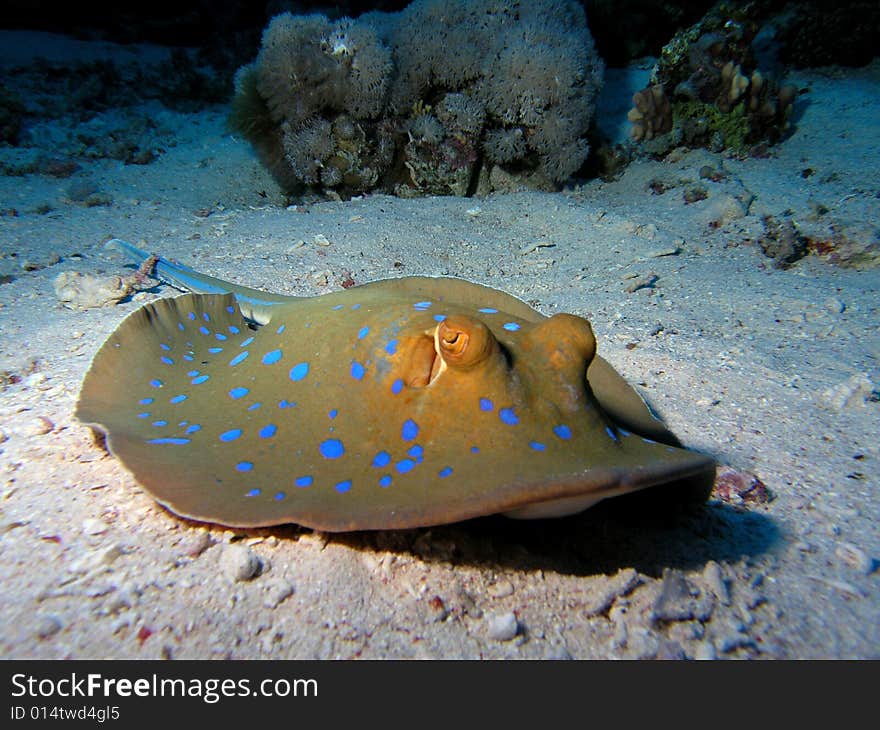 Bluespotted Stingray