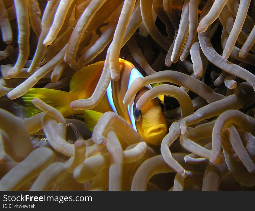 Amphiprion bicinctus