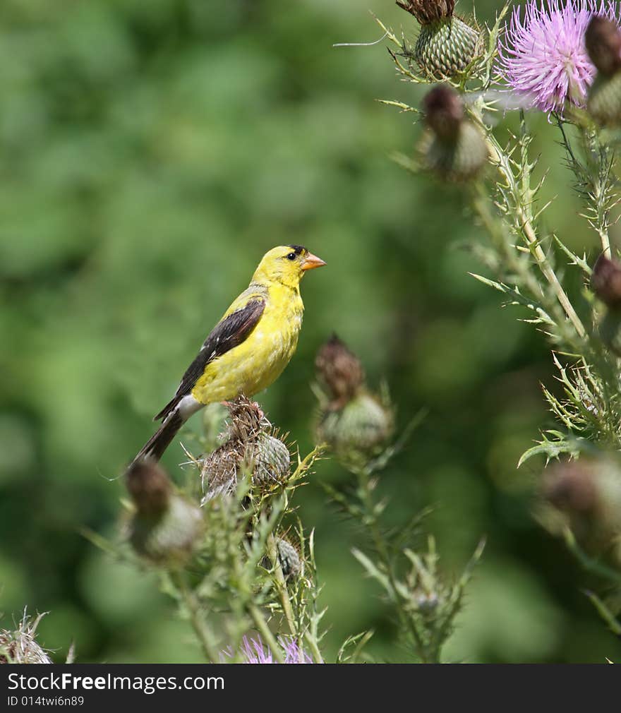 American goldfinch perched on a thistle plant