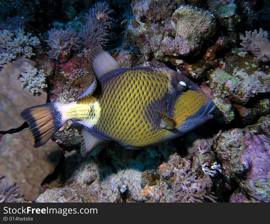 Balistidae in the red sea