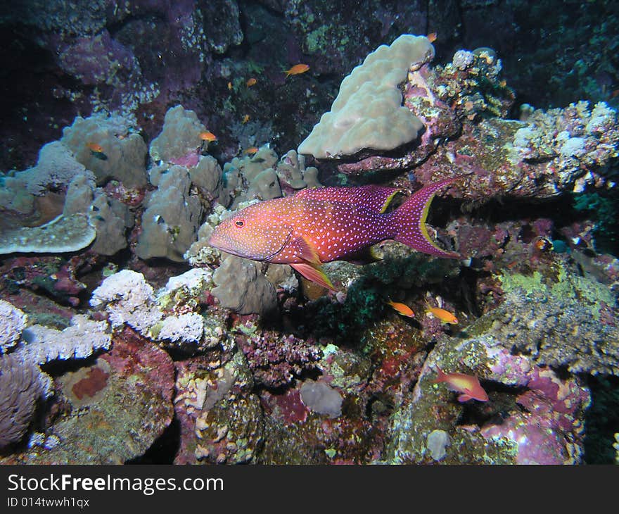 Serranidae in the red sea