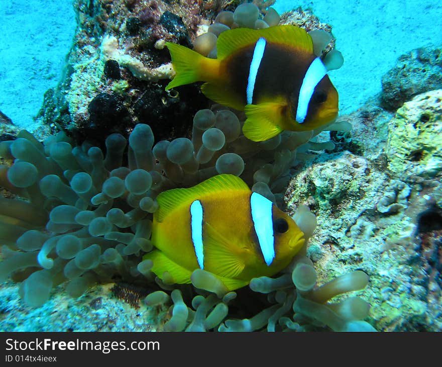 Amphiprion bicinctus