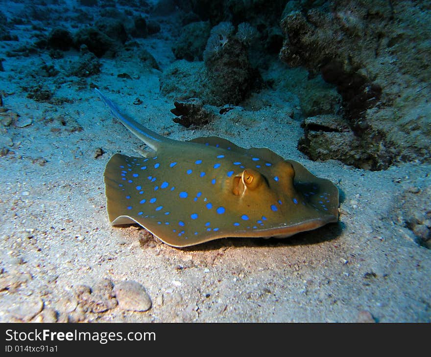 Bluespotted Stingray