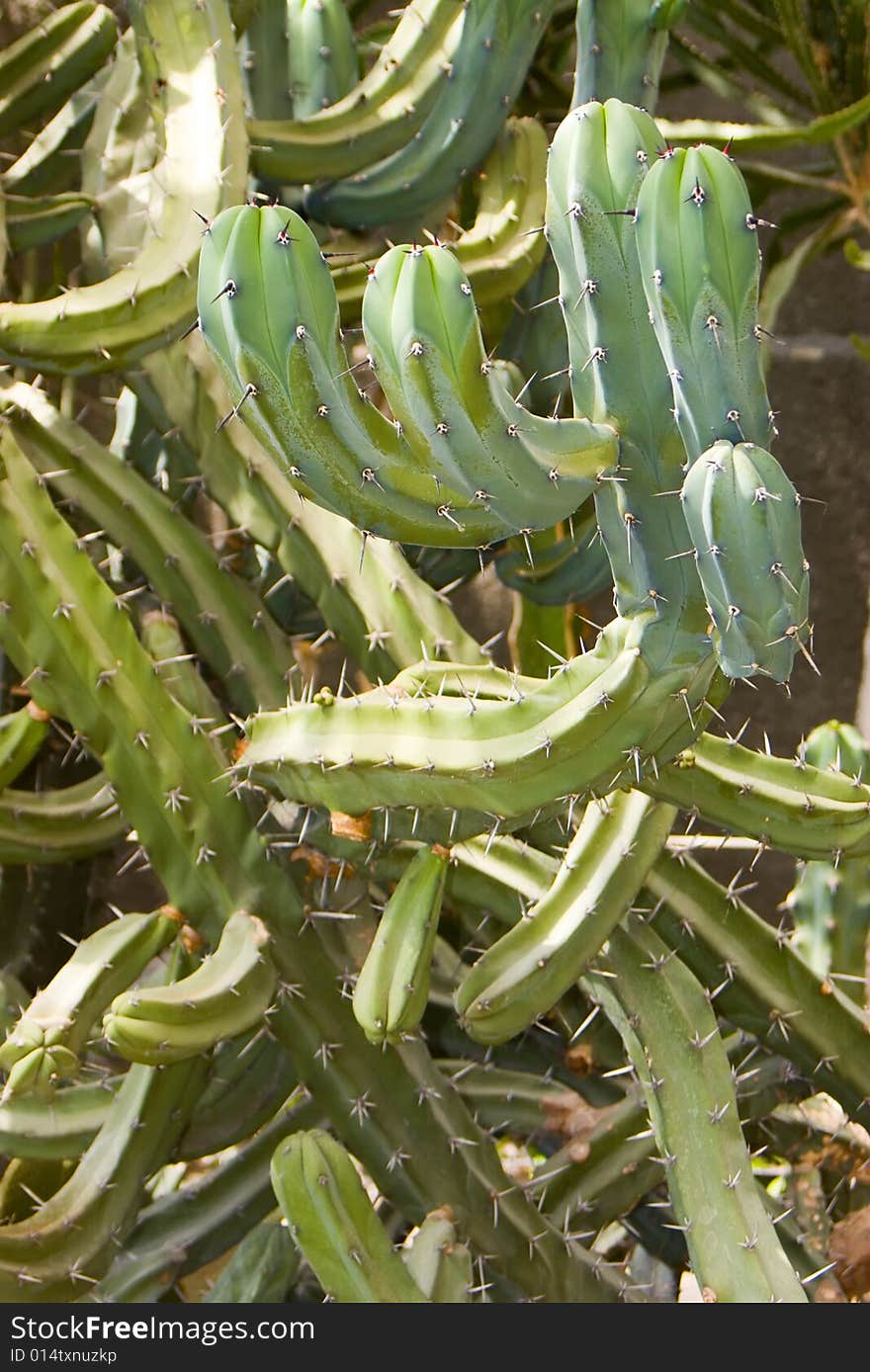 Background from cactus in a wild nature