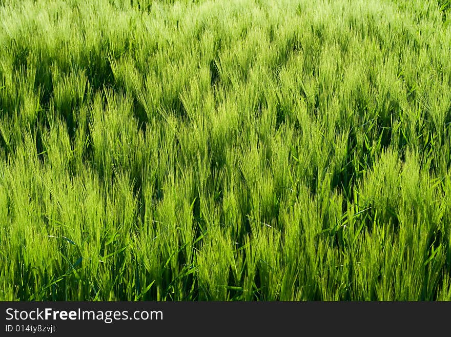 Beautiful wheat field detail