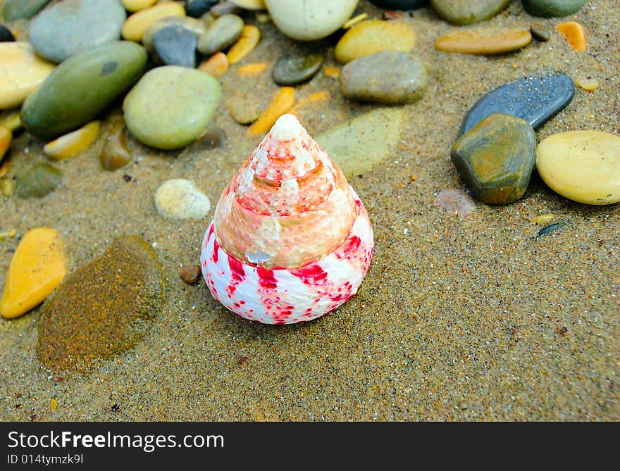 Closeup of colored conical sea shell over wet sand