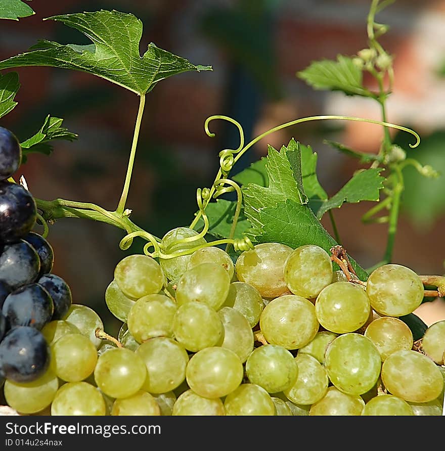 Green and red  ripe grapes in vineyard details. Green and red  ripe grapes in vineyard details