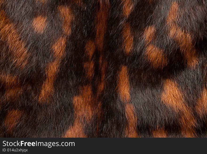 Black-and red spotted fur texture