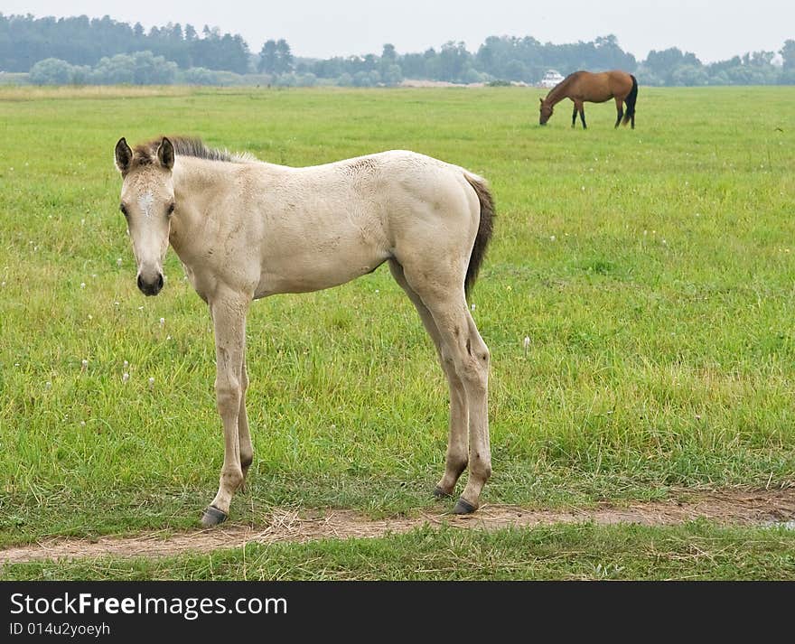 Young white foal standing on a field road