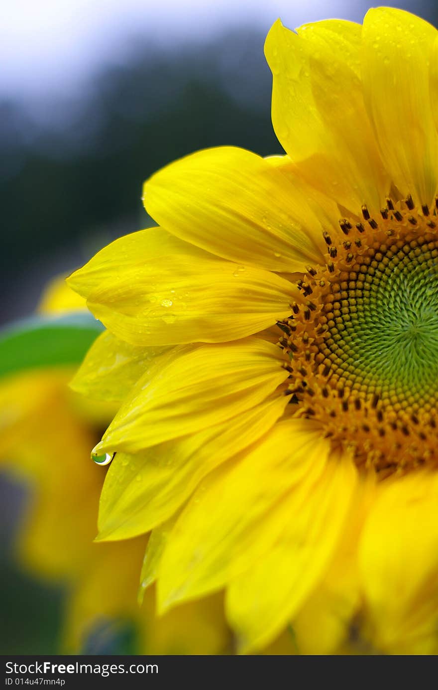 Sunflower with water drops