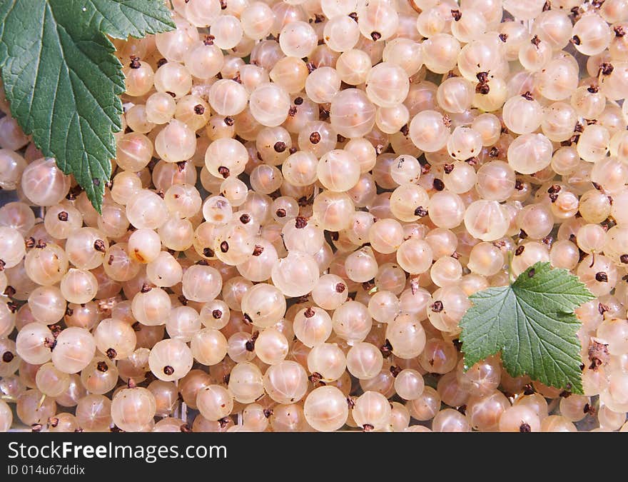 White currant berry with leaves