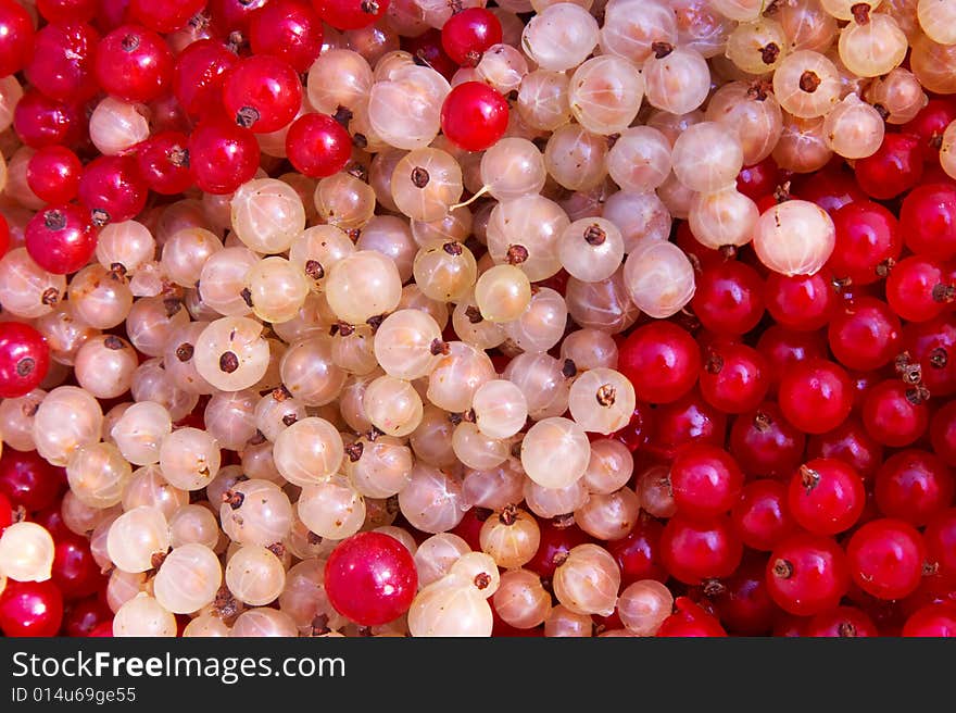 White and red currant berry