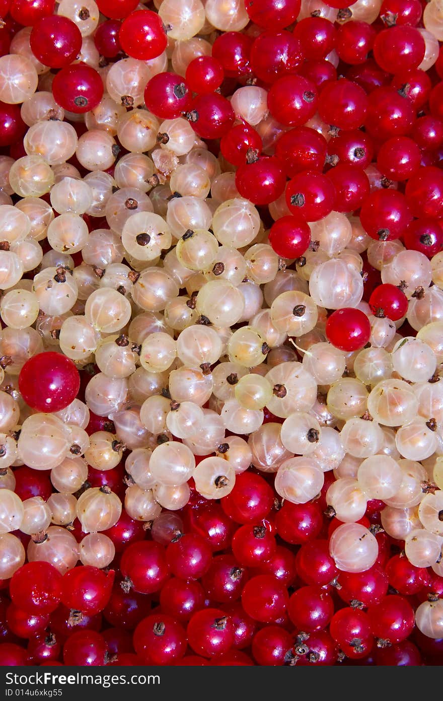 White and red currant berry