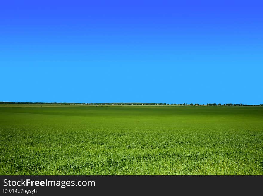 Green field under sky