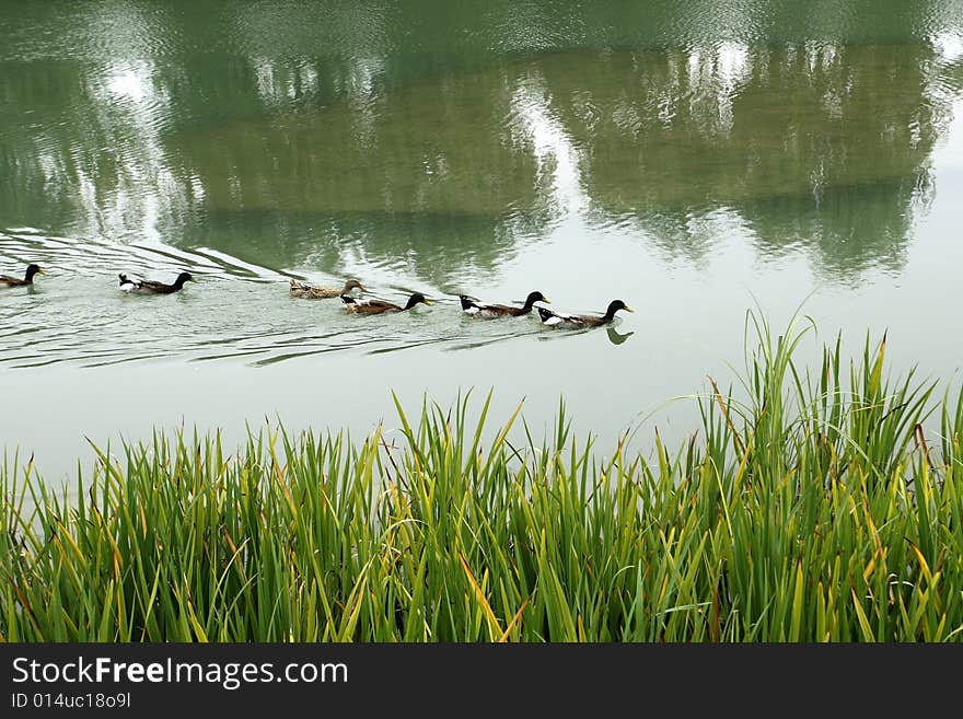 Ducks in the water.