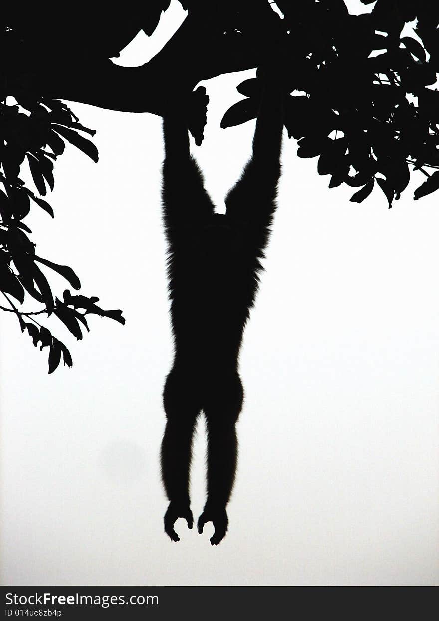 The gibbon silhoutte