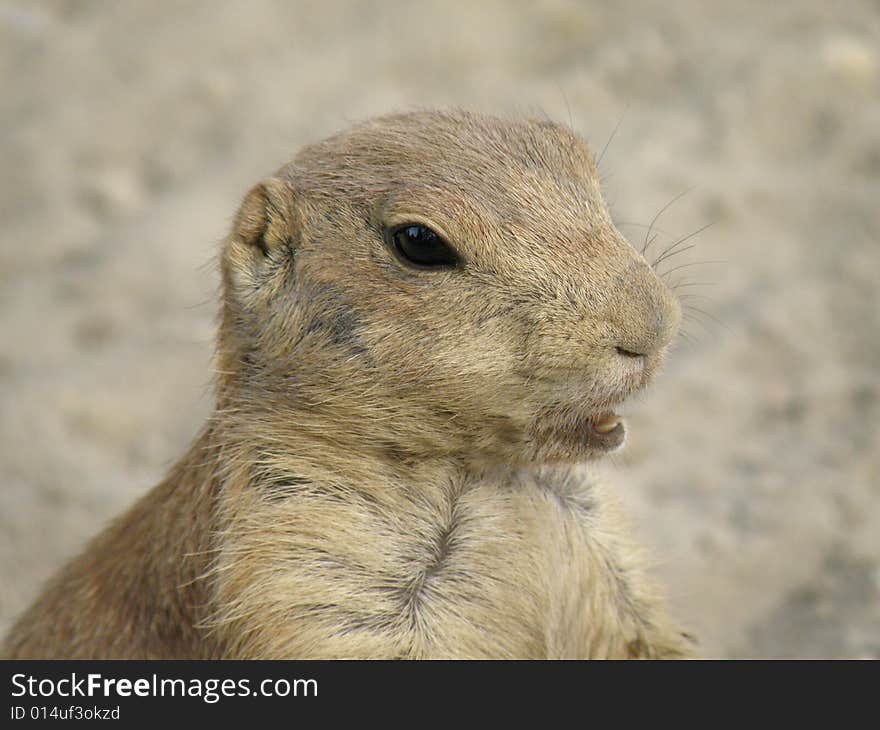 One of the prairie dogs in the zoo of Budapest.