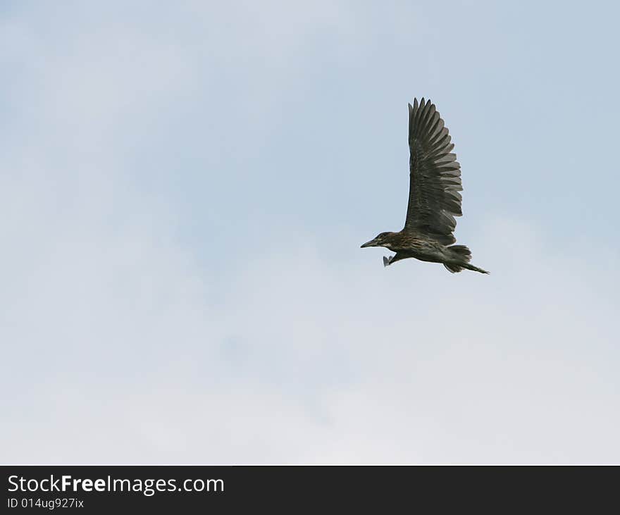 The flight bird with blue sky background