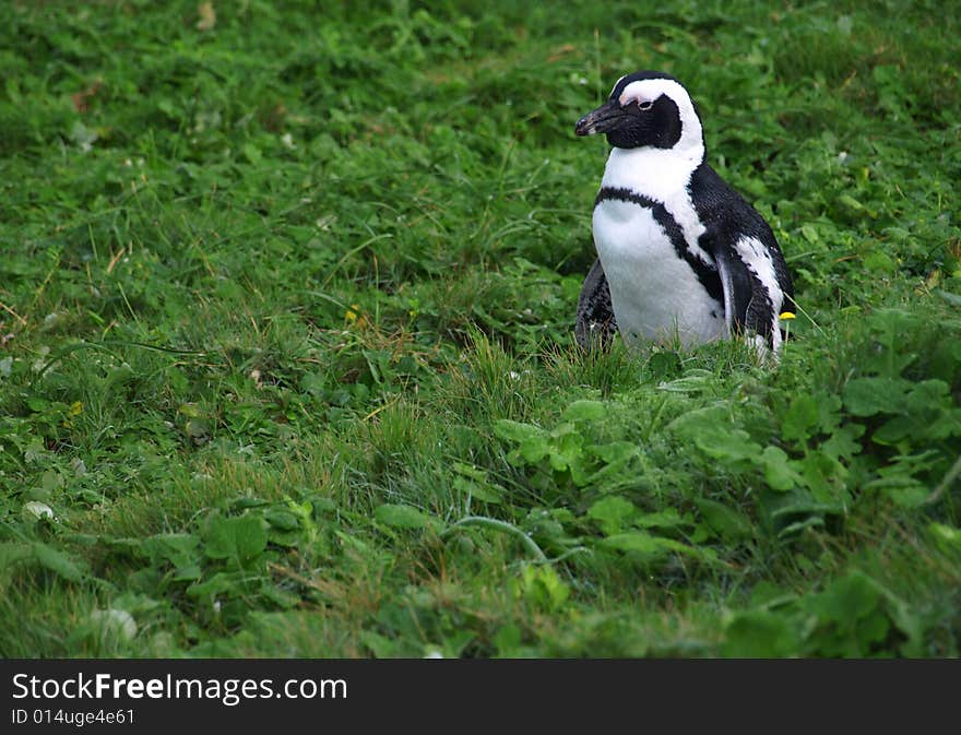 A lone Penguin in some green vegetation at a Penguin Sanctuary