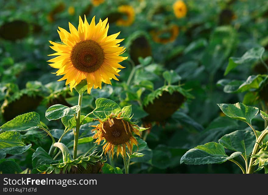 An image of yellow sunflower on green background. An image of yellow sunflower on green background