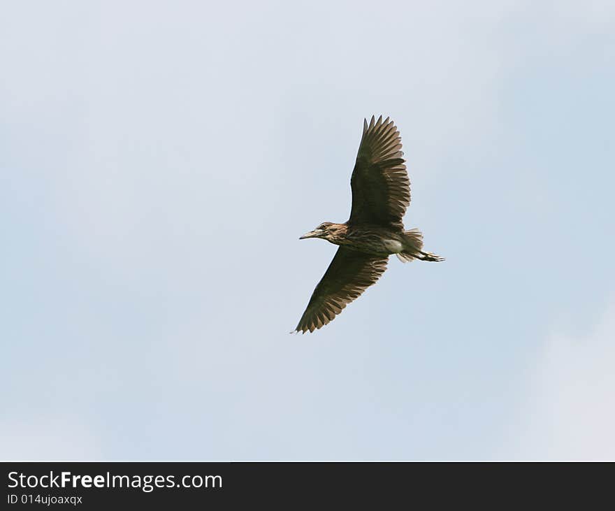 The flight bird